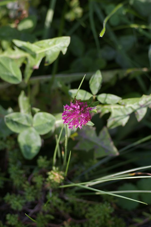 IMGP2152