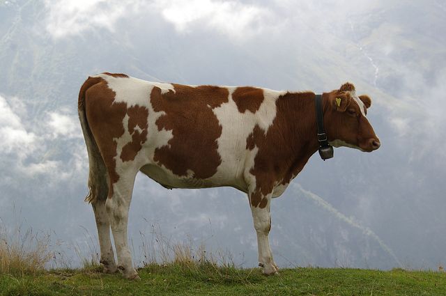 IMGP2198