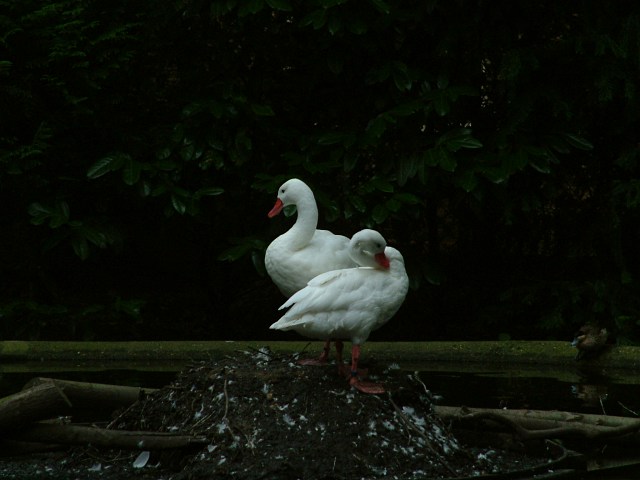 DSCF0105