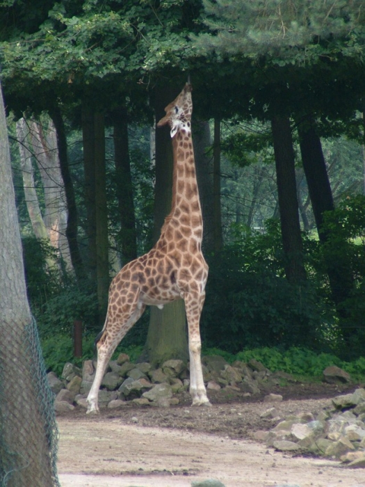 DSCF0116