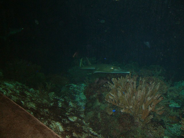 DSCF0220